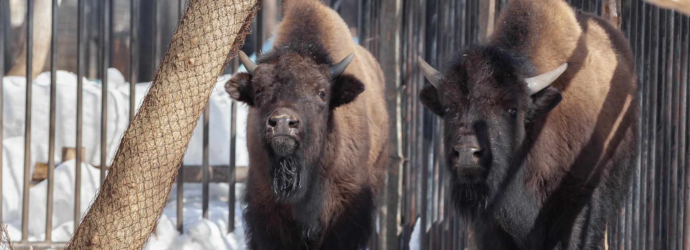 Лесные бизоны впервые появились в Новосибирском зоопарке