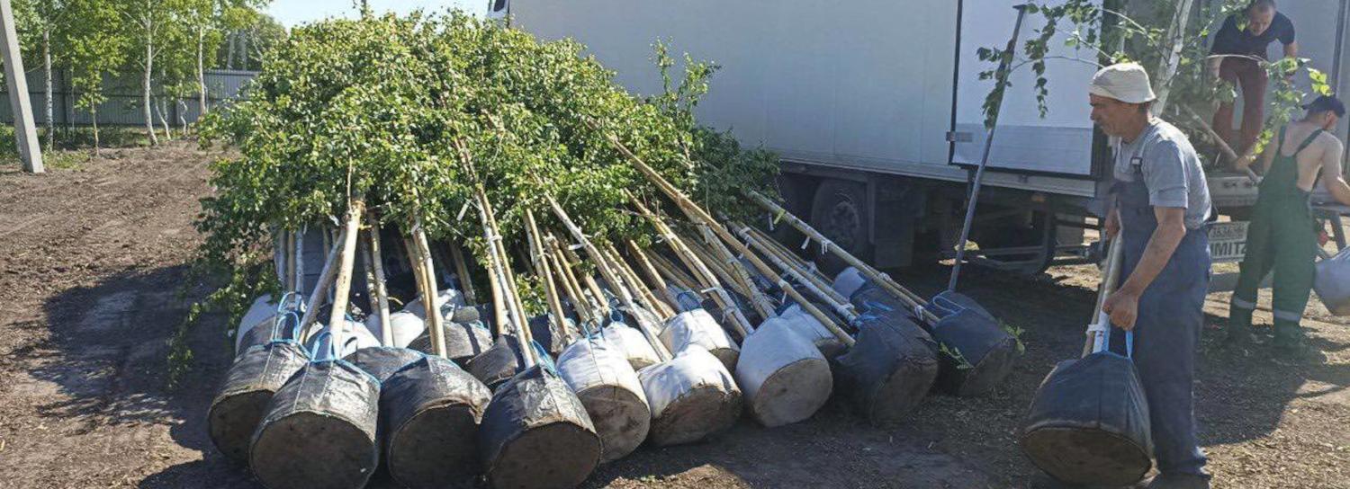 О ввозе в Новосибирск 150 повислых берёз сообщил мэр Кудрявцев