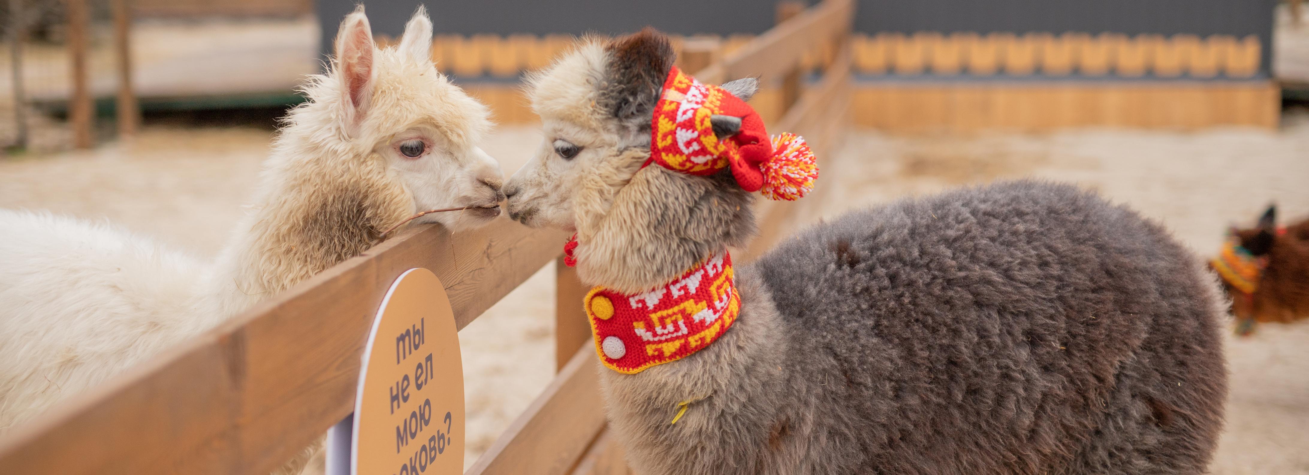 Парк альпак готовят к открытию на «Чкаловских дачах» под Новосибирском