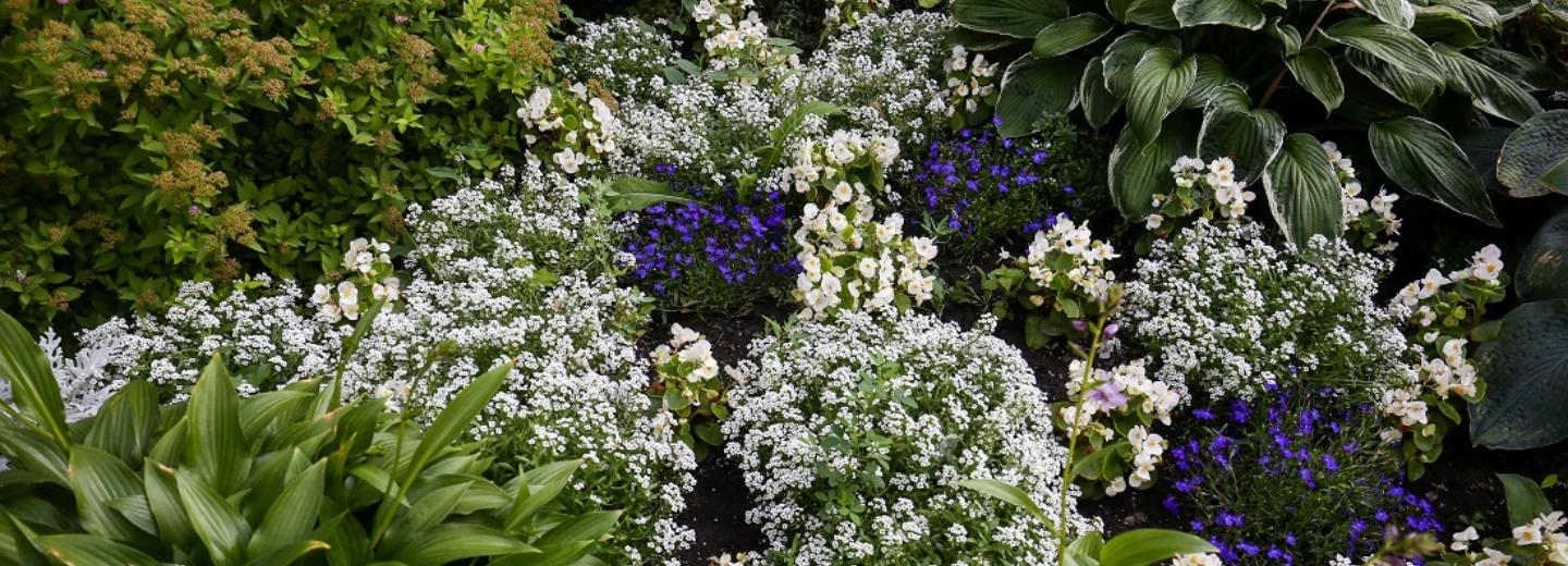 Клумбы в цветах российского флага высадят к 130-летию Новосибирска