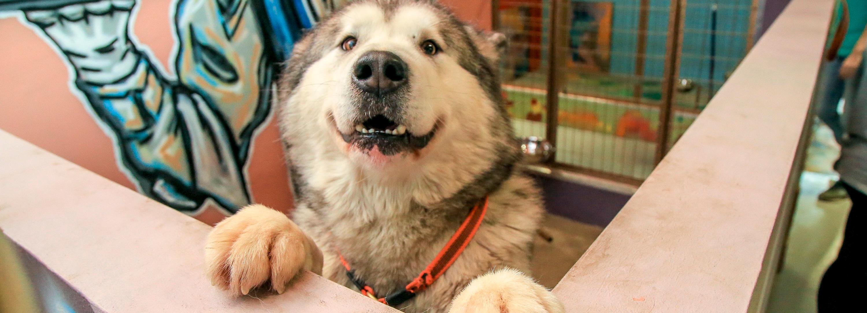 Собачий рай: дог-центр со SPA и фитнес-клубом открыли в Новосибирске