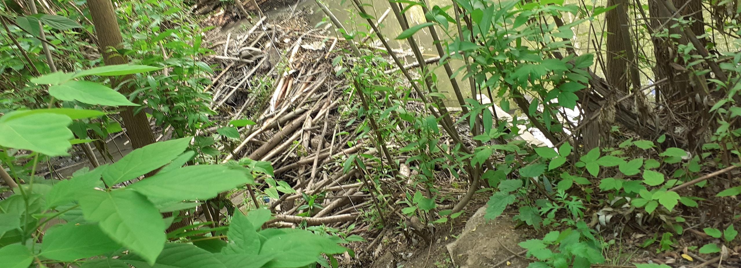 Бобров-диверсантов оставят на родной Грязнушке под Новосибирском