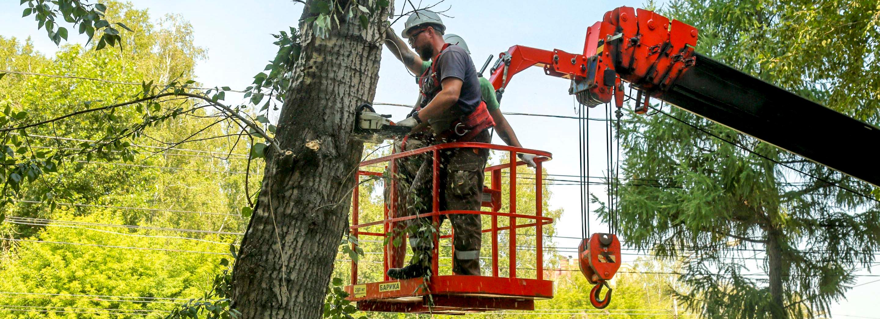 250 тополей на проспекте Дзержинского заменят елями, рябиной и черёмухой