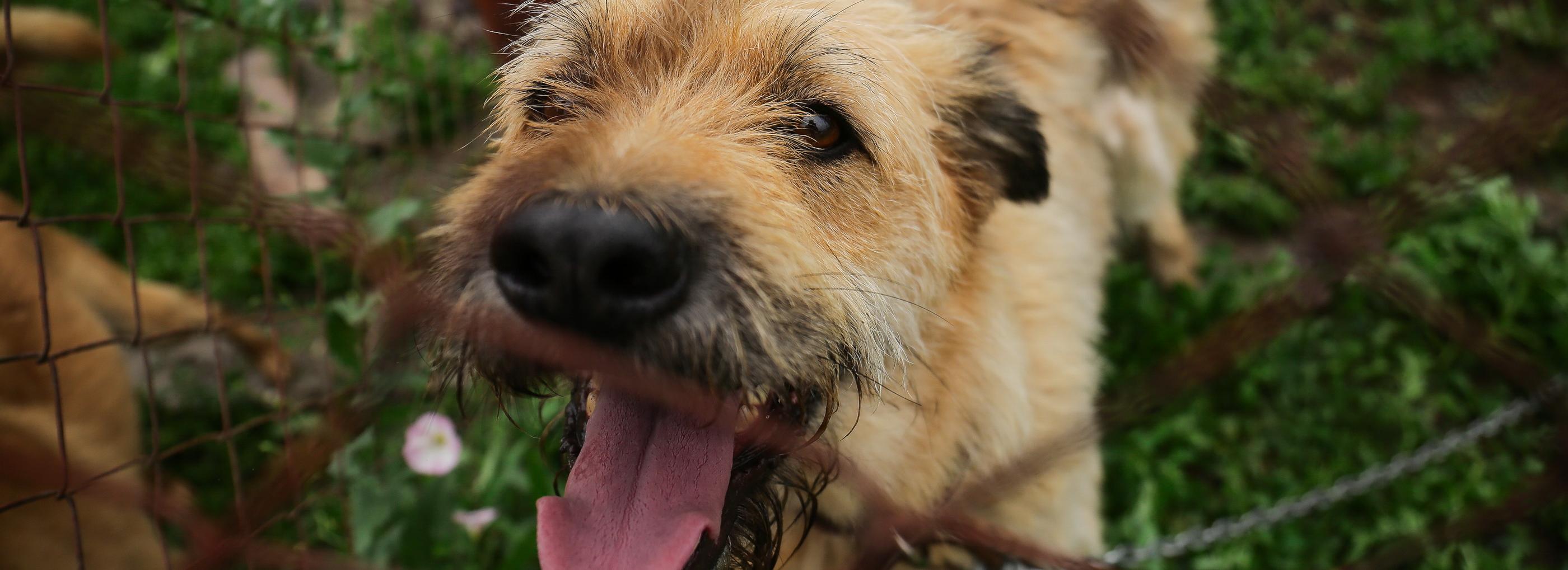 40 млн рублей потратят на отлов бездомных животных новосибирские власти