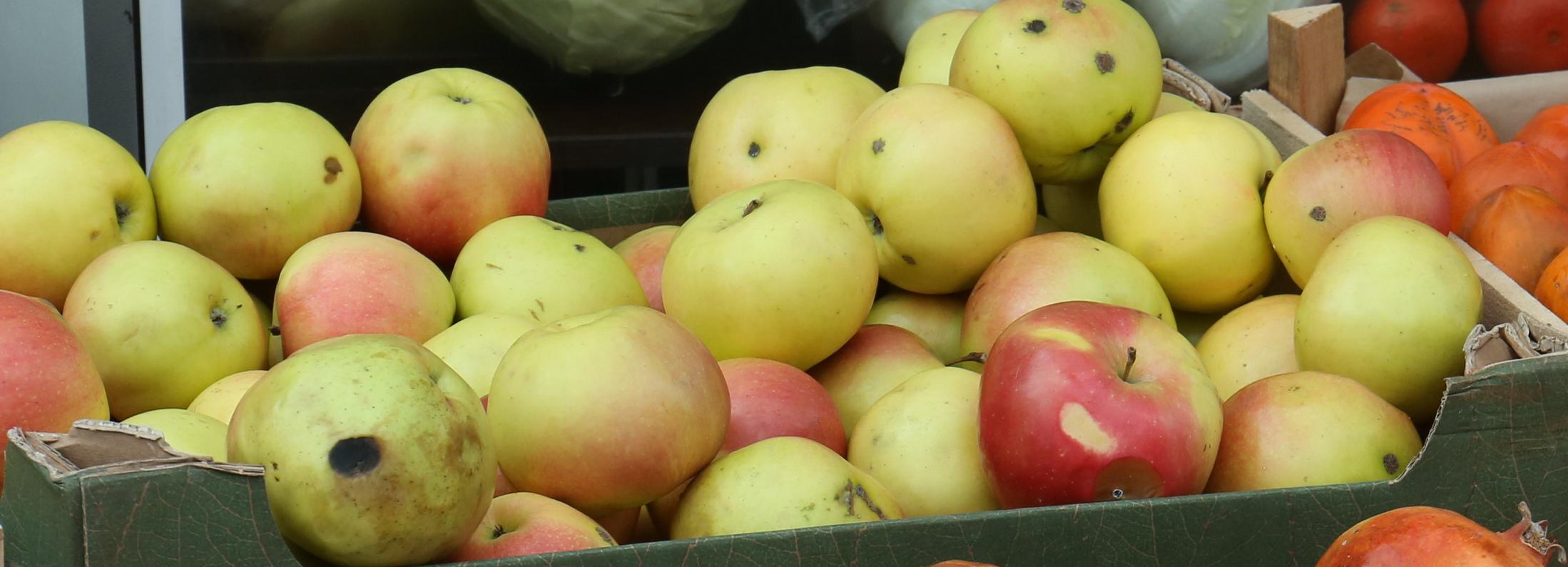 Яблоко от яблони: как выбирать и где хранить