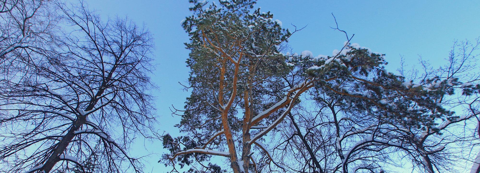 Депутат и министр не смогли договориться о валежнике в Новосибирске