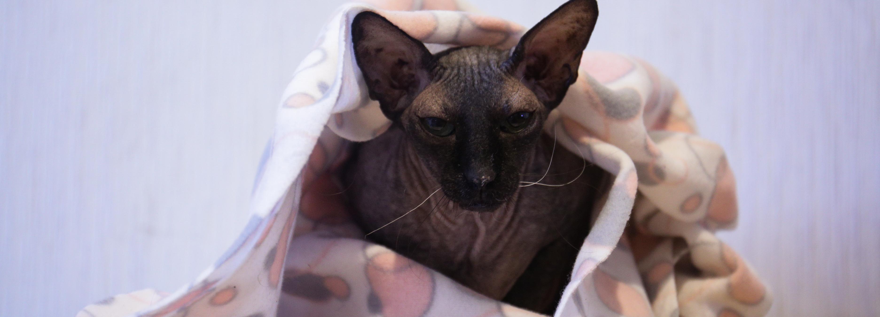 Стал известен график подключения отопления в Новосибирске