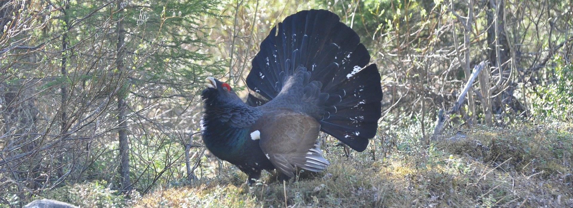 26 ручных глухарей выпустили в порхалище под Новосибирском