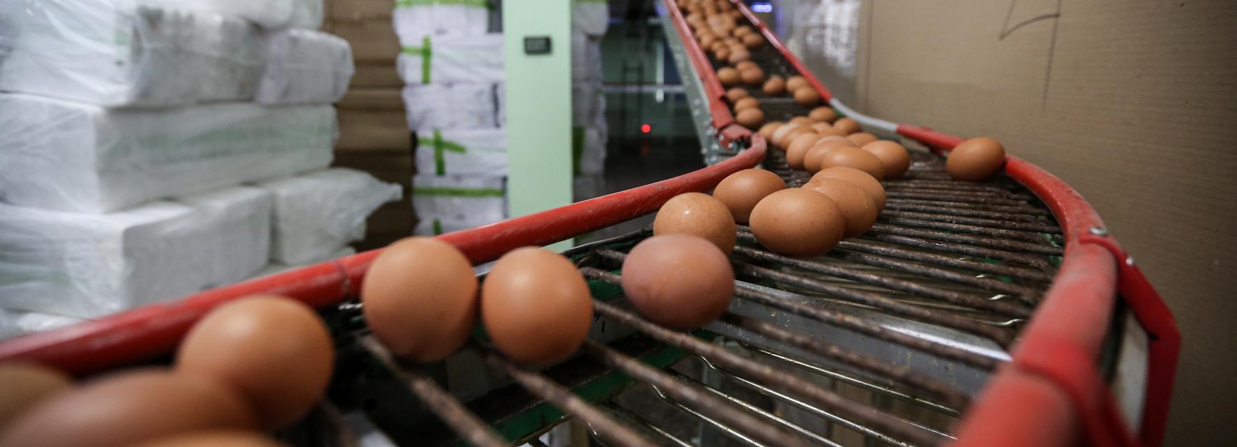 198 яиц на человека выпустили новосибирские птицефабрики в 2023 году