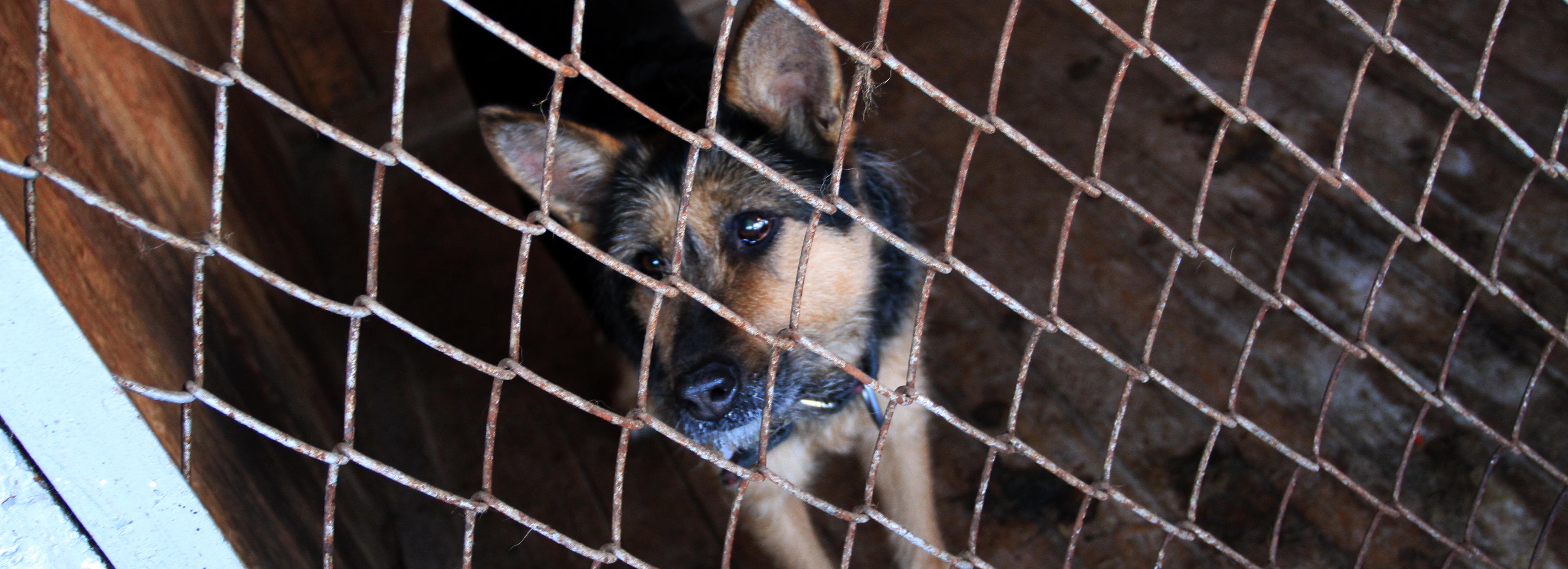 О встречах с бездомными собаками рассказывают в школах Новосибирска