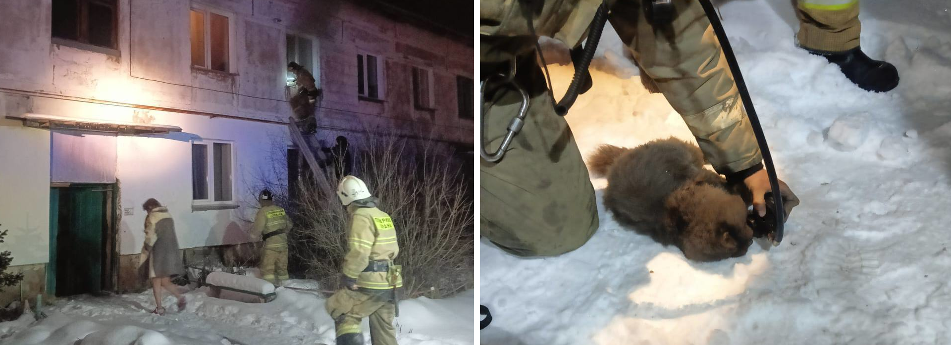 Шесть кошек спасли из ночного пожара под Новосибирском