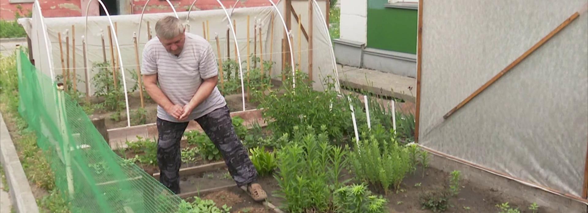 Кусочек дачи: новосибирец выращивает овощи под окнами двухэтажки