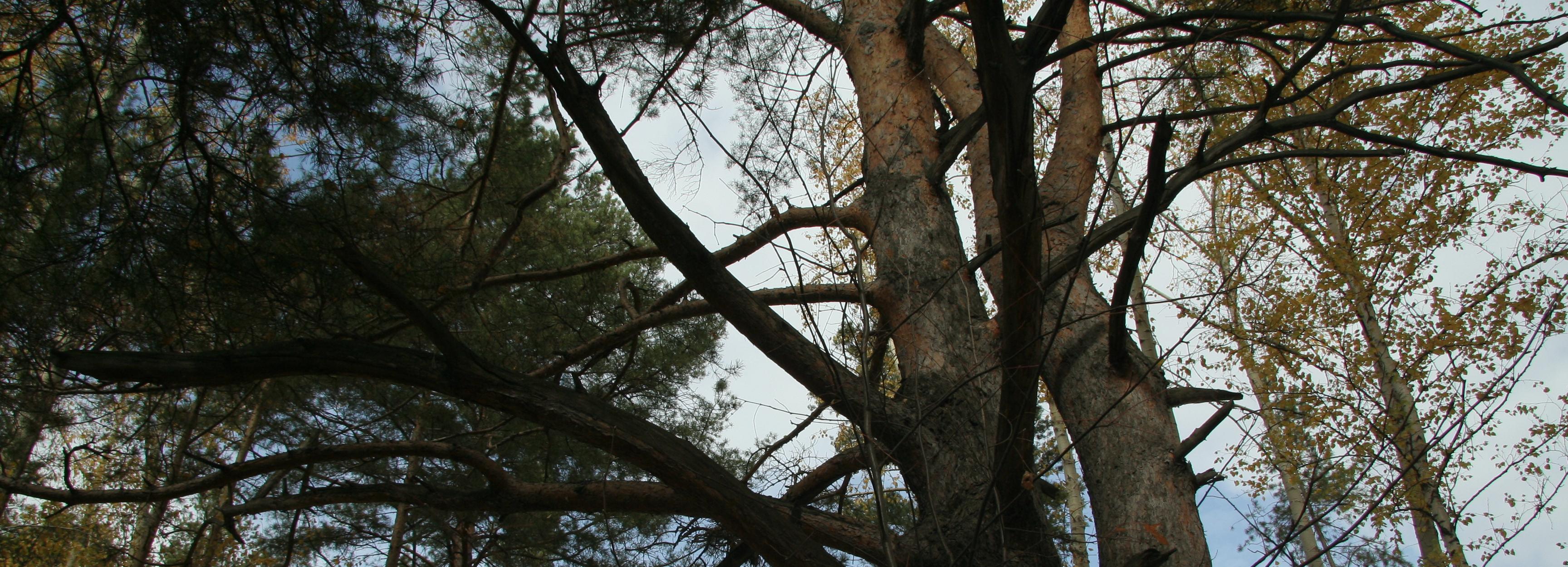 Кассационный суд защитил редкую летучую мышь в Заельцовском бору