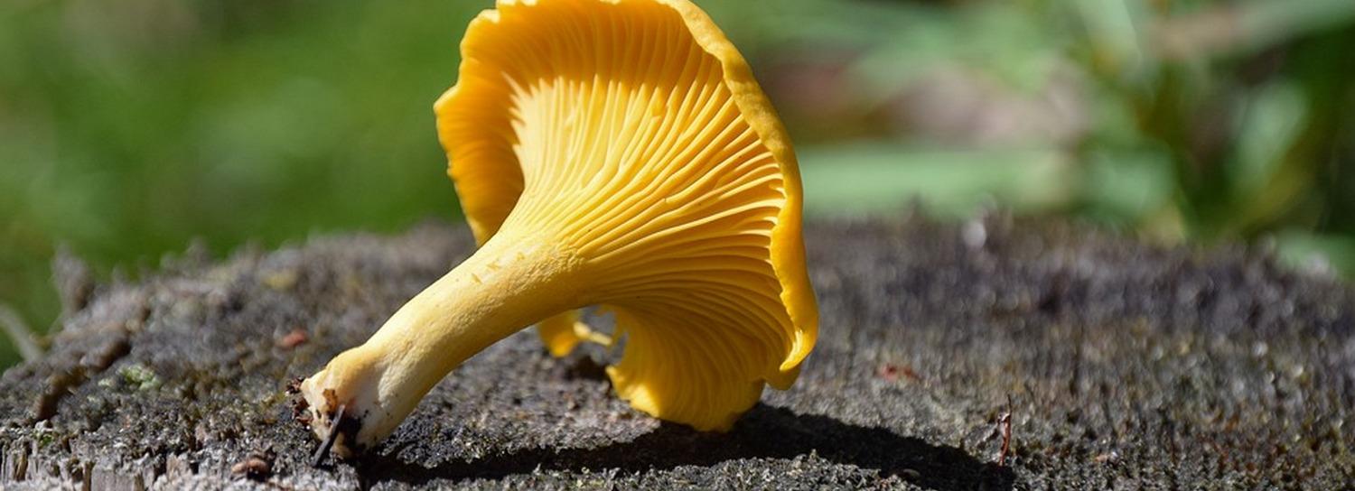 Новосибирцы собирают в лесах грузди, лисички и подтопольники