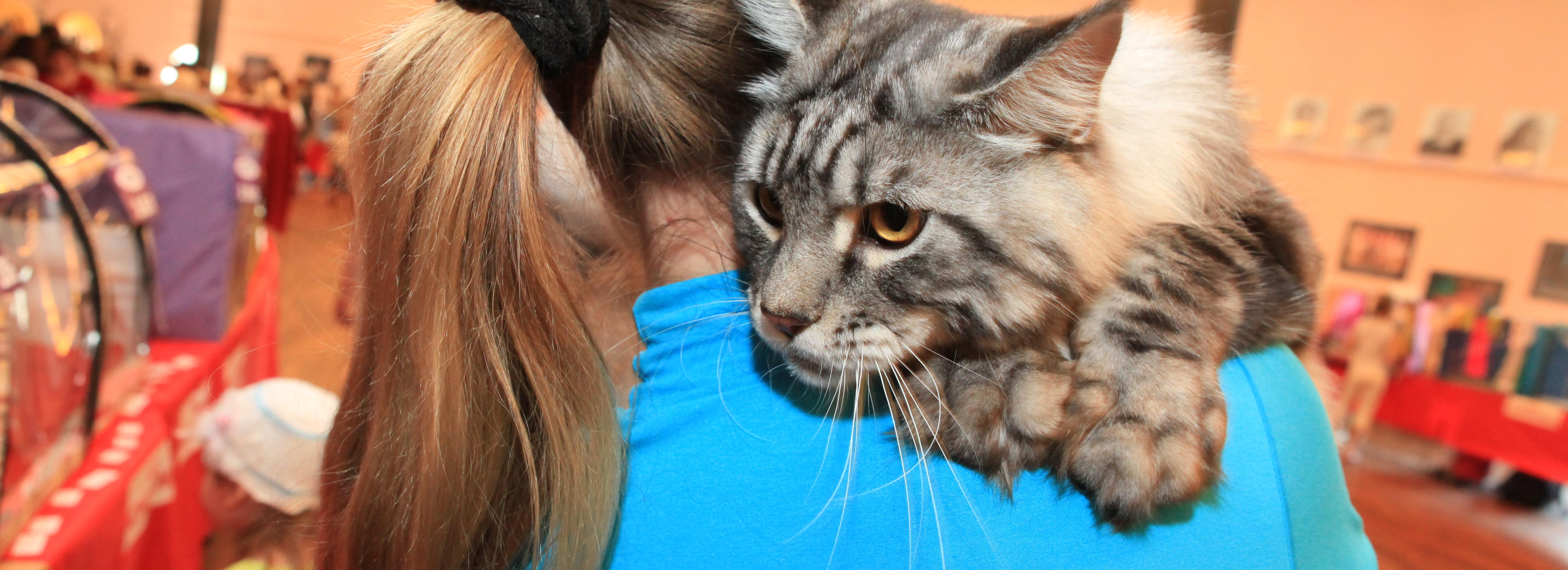 100 бездомных собак и кошек привезут на выставку-раздачу в «Подземку»