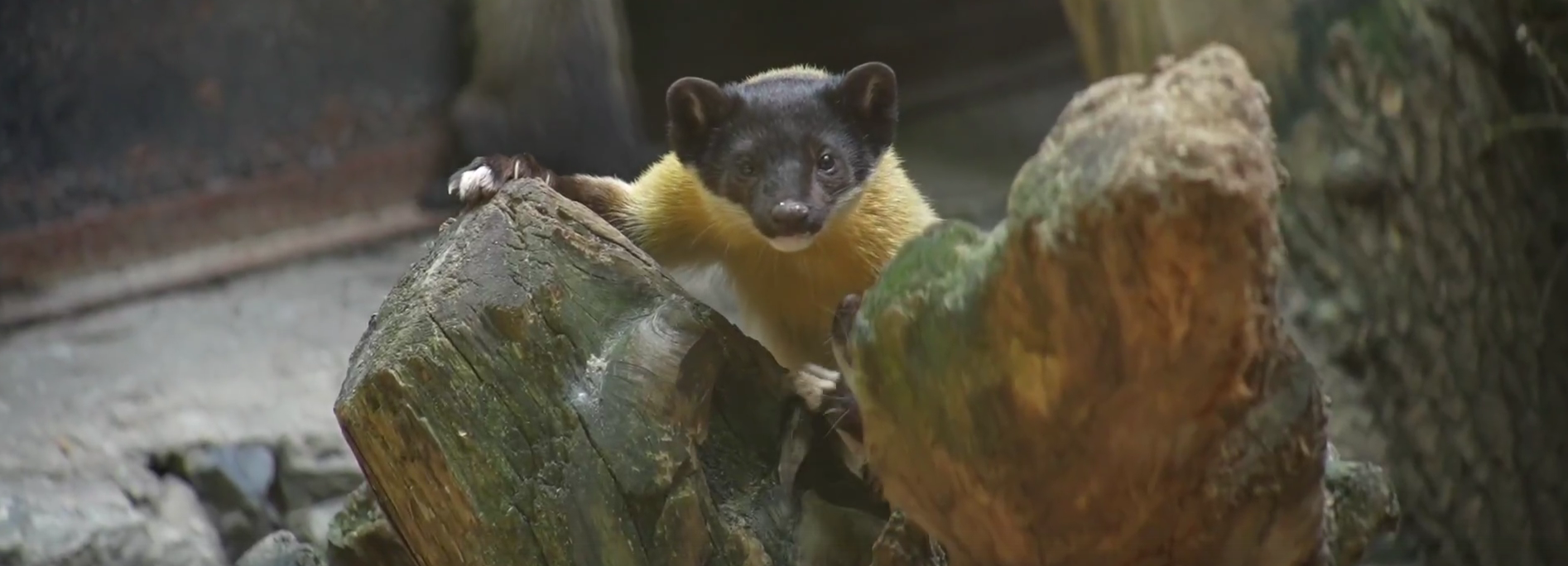 Четверо шустрых харзят появились на свет в Новосибирском зоопарке