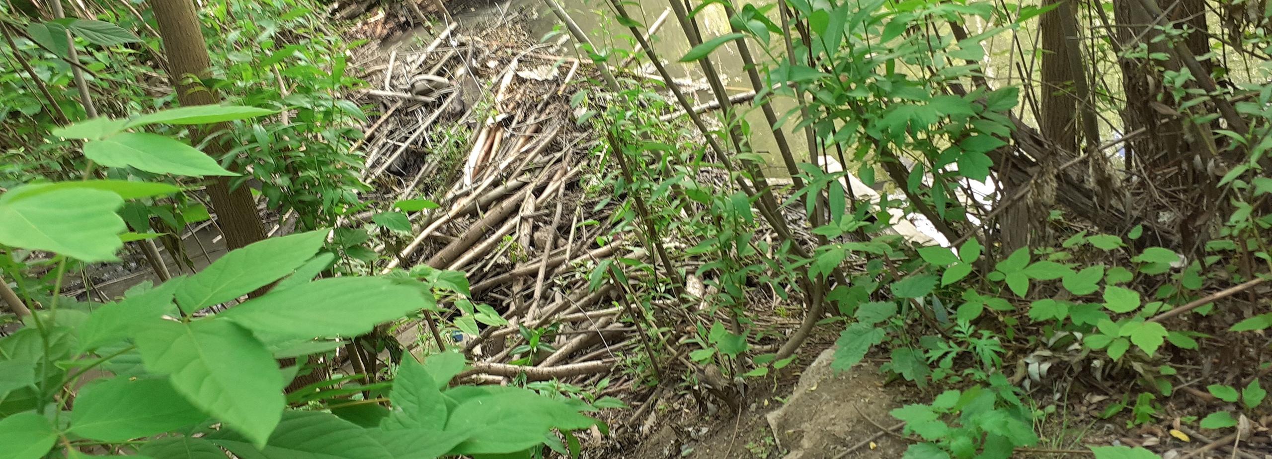 Бобровую плотину разобрали на ручье в частном секторе Новосибирска