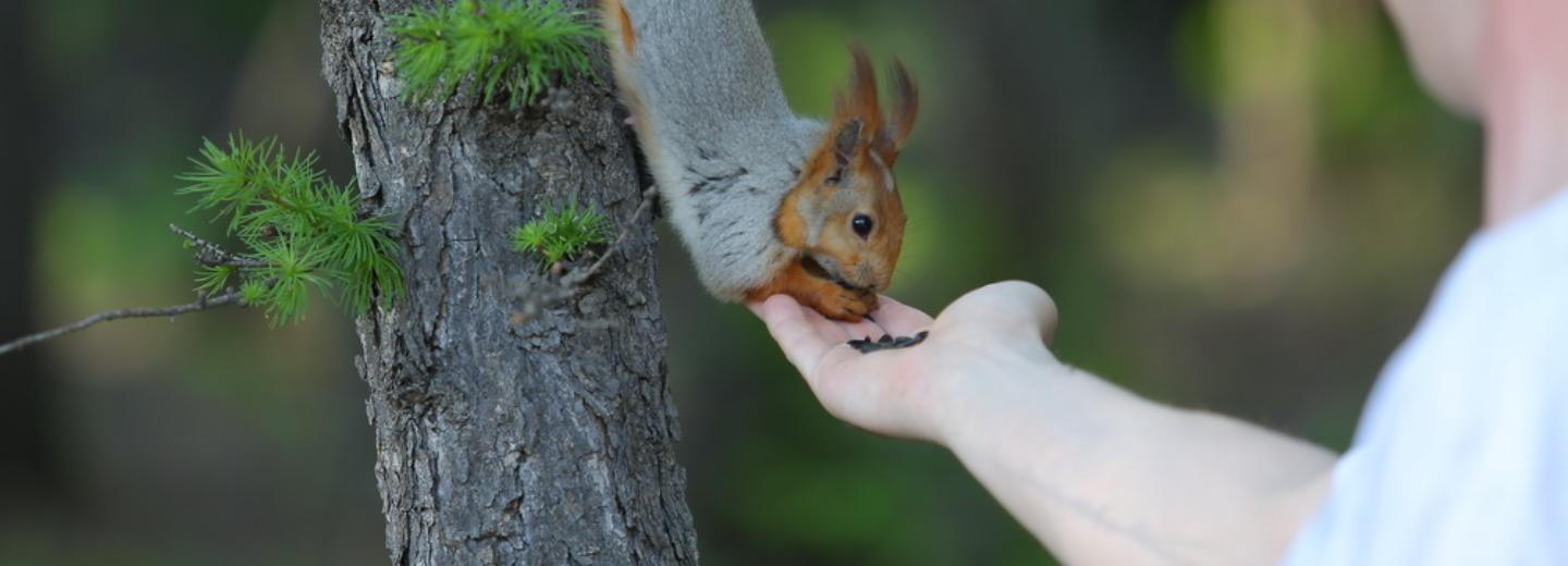Автоматы с кормом для белок и птиц установили в Заельцовском парке