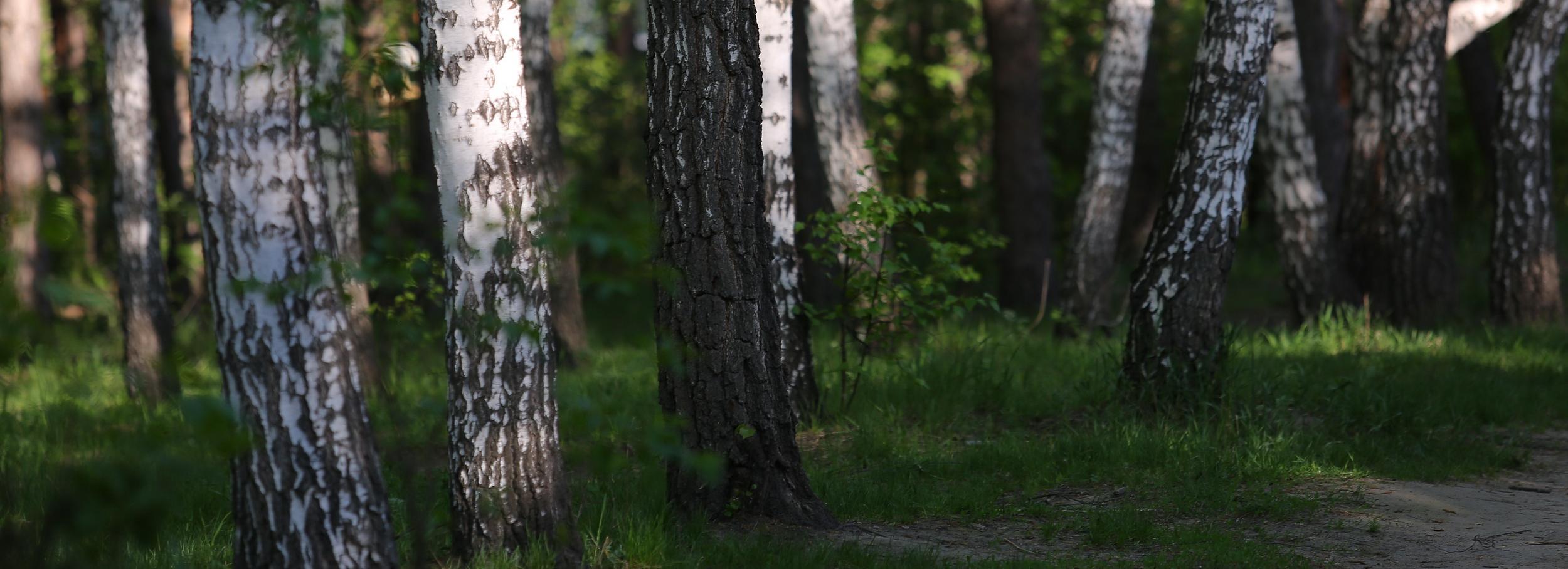 Опасные 70-летние берёзы пойдут под снос в парках и скверах Новосибирска