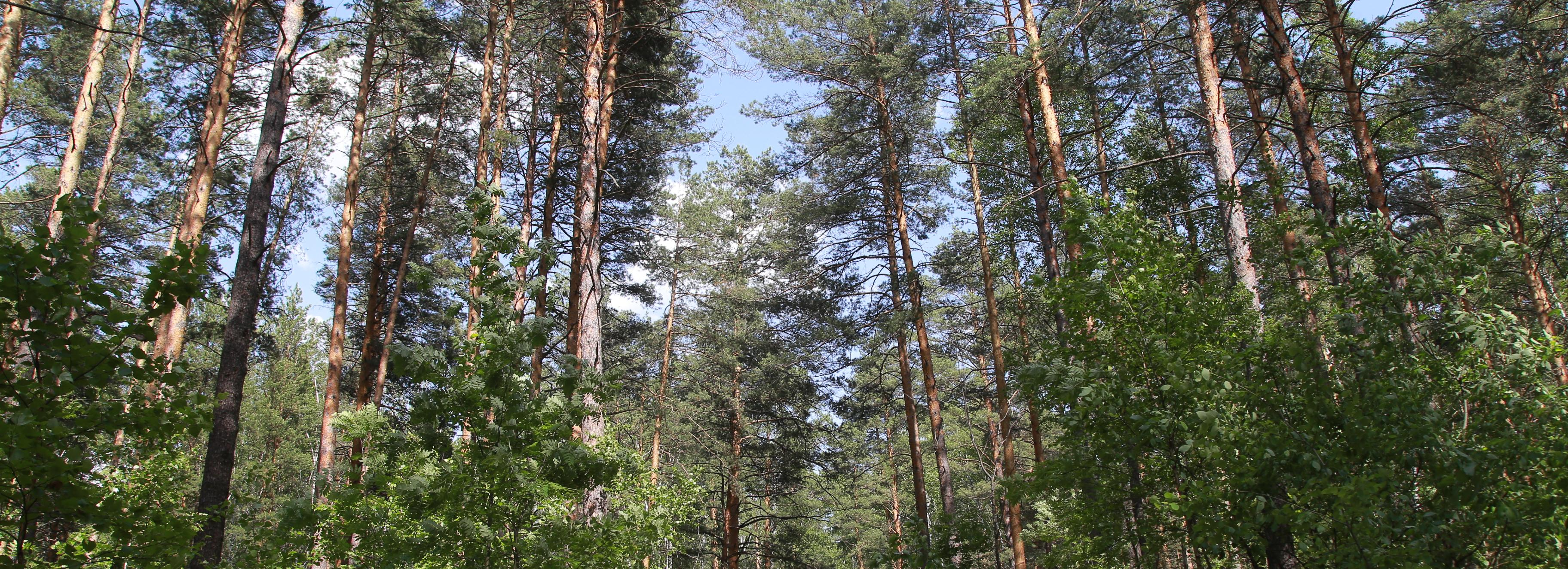 Как выйти из леса живым, если вы заблудились: советы от поисковиков