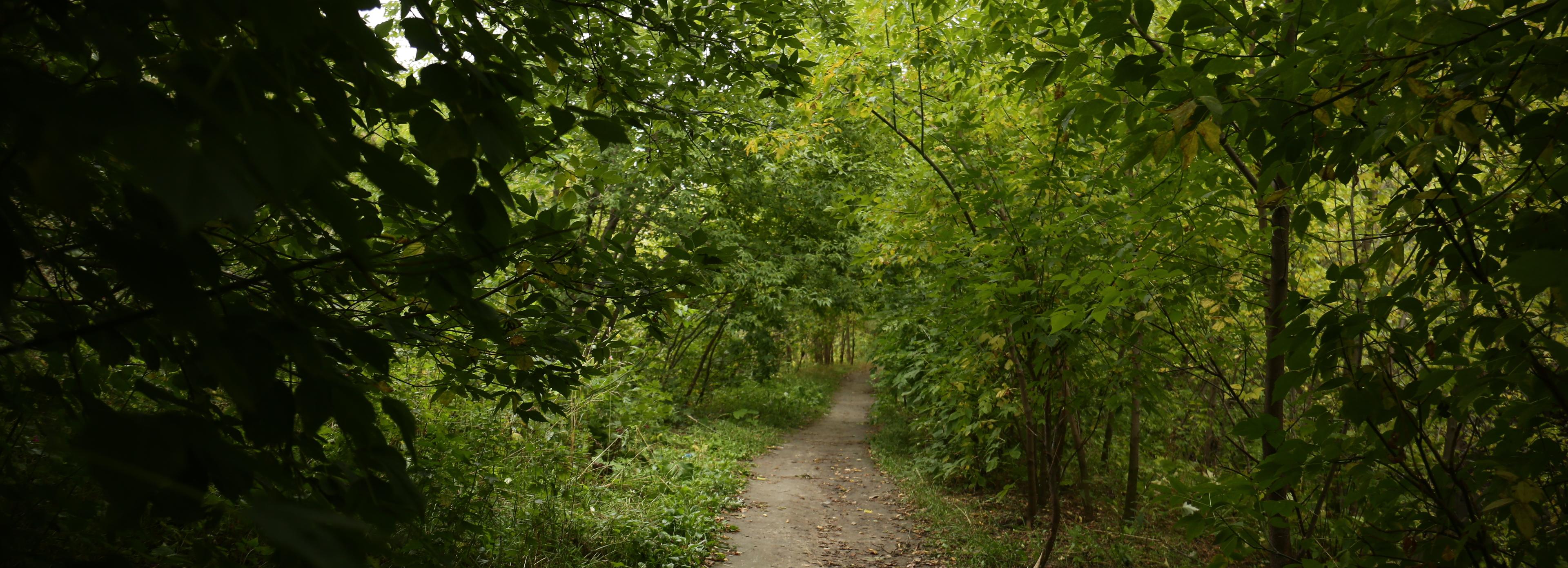 Парк на таинственной Каменке: причём здесь мельница и кирпичный завод