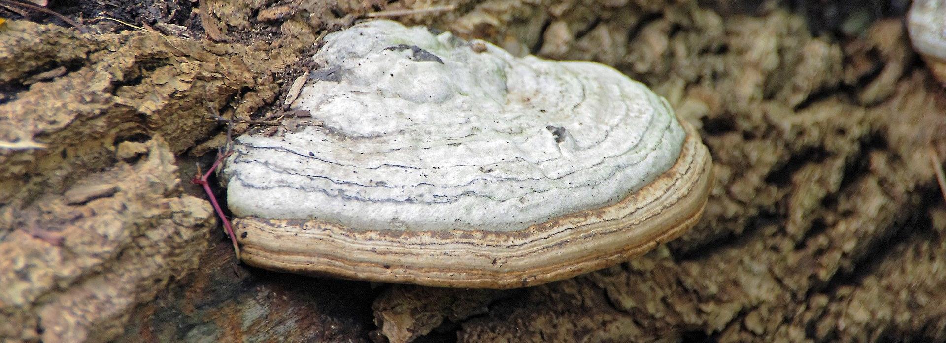 Новосибирские учёные предложили лечить коронавирус берёзовым грибом