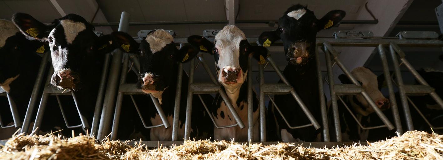 Новосибирские бурёнки дают по пять тонн молока в год