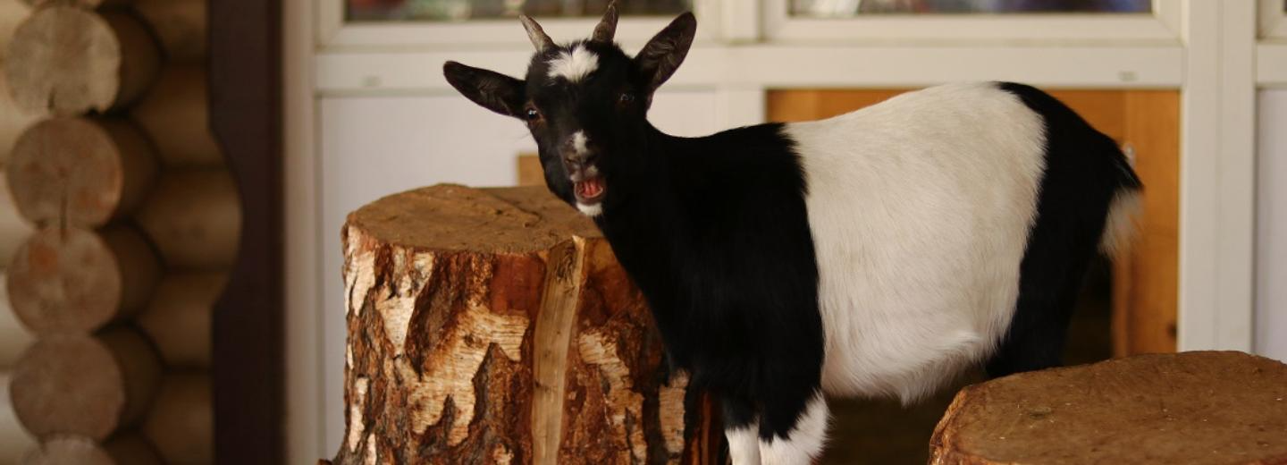 Очаг бруцеллёза обнаружили под Новосибирском