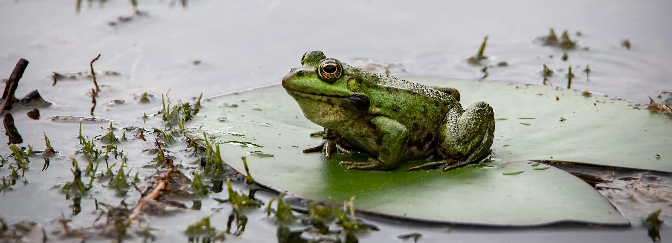 Нашествие лягушек случилось в новом парке «Арена»