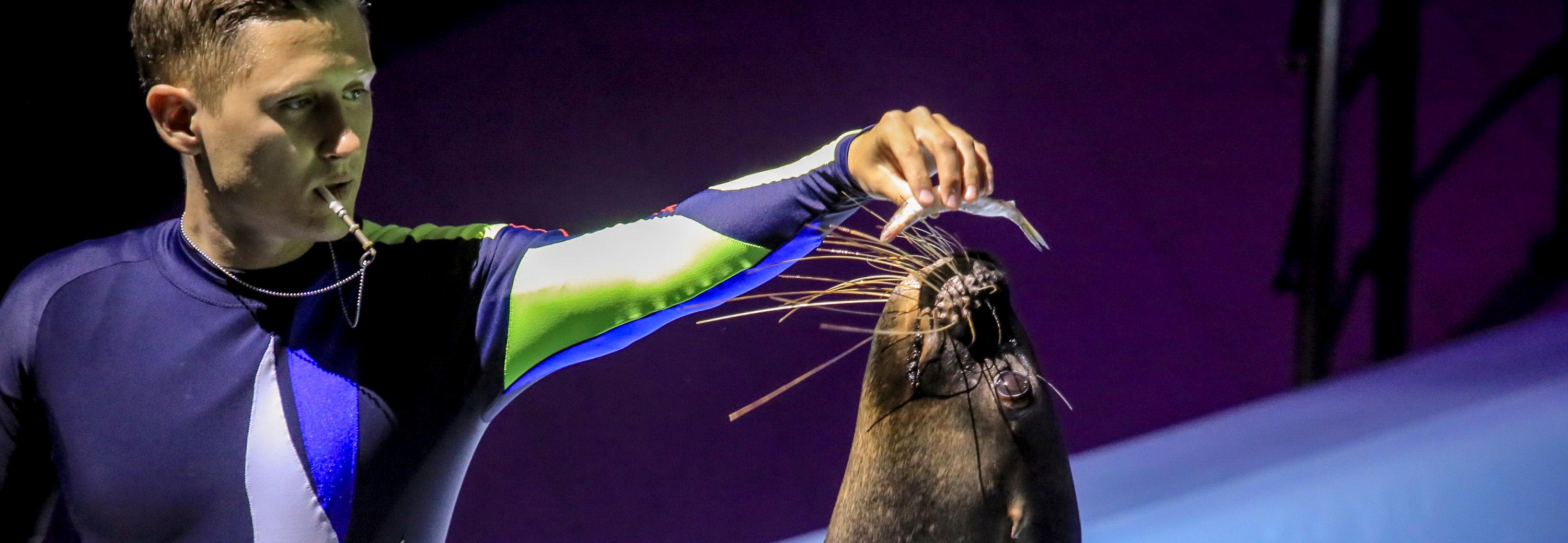 Морж качает пресс и жмёт штангу в новом шоу новосибирского дельфинария