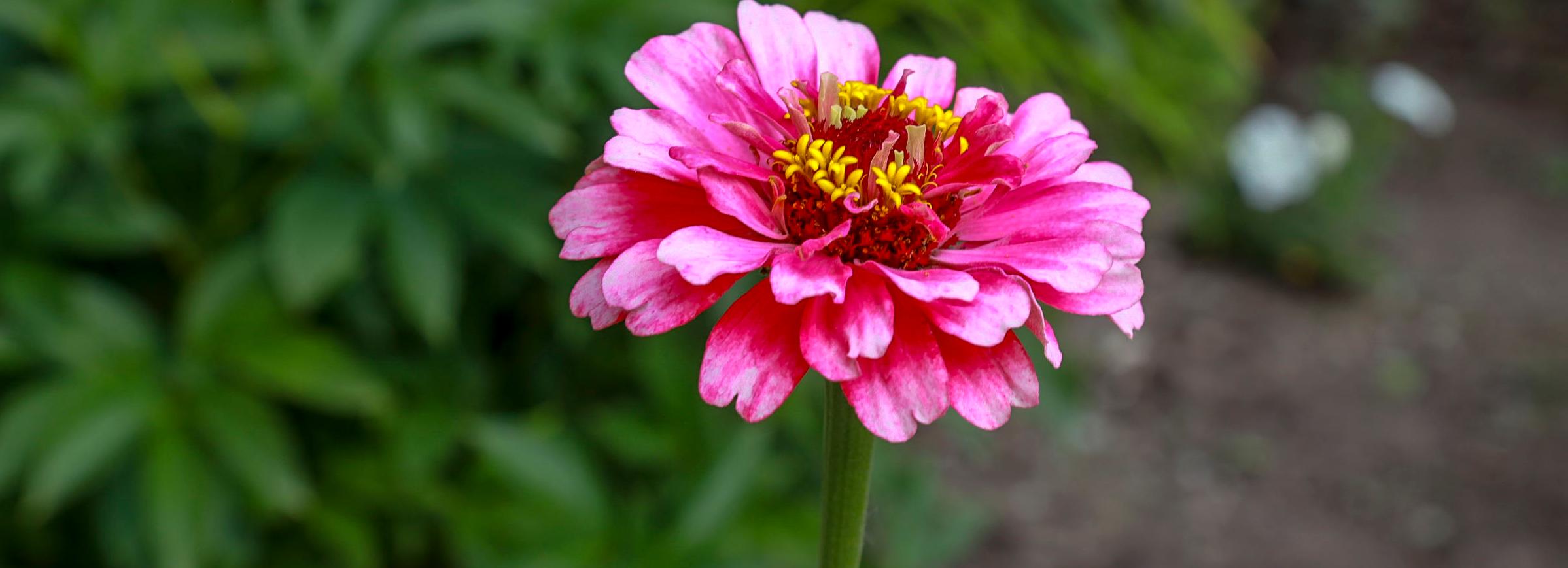 Конкурс на самую красивую клумбу Новосибирска: Блюхера, 61/1