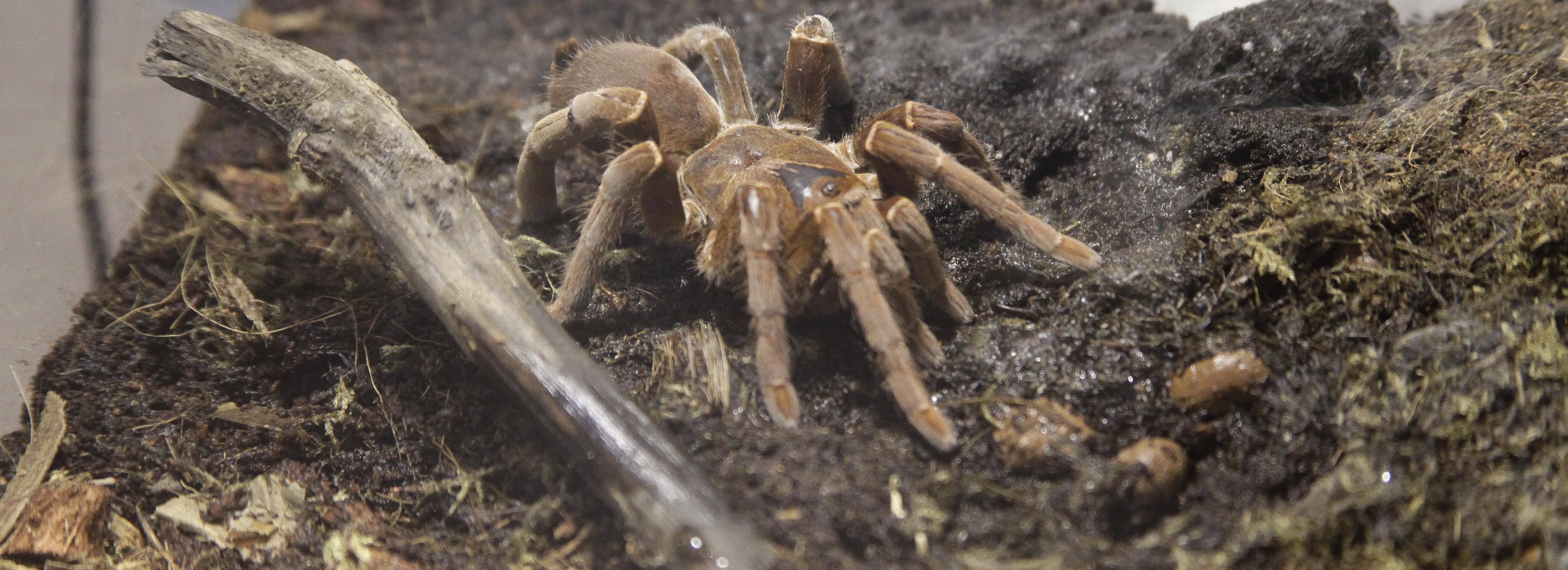 Новосибирская неделя: зимний аврал, полезные пауки и суррогатные матери