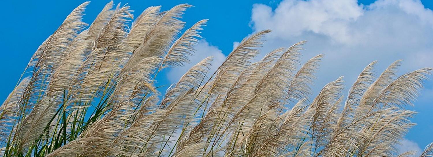 Полезную бумажную траву выращивают новосибирские учёные