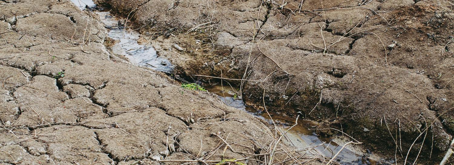 Режим ЧС ввели в одном районе Новосибирской области из-за засухи