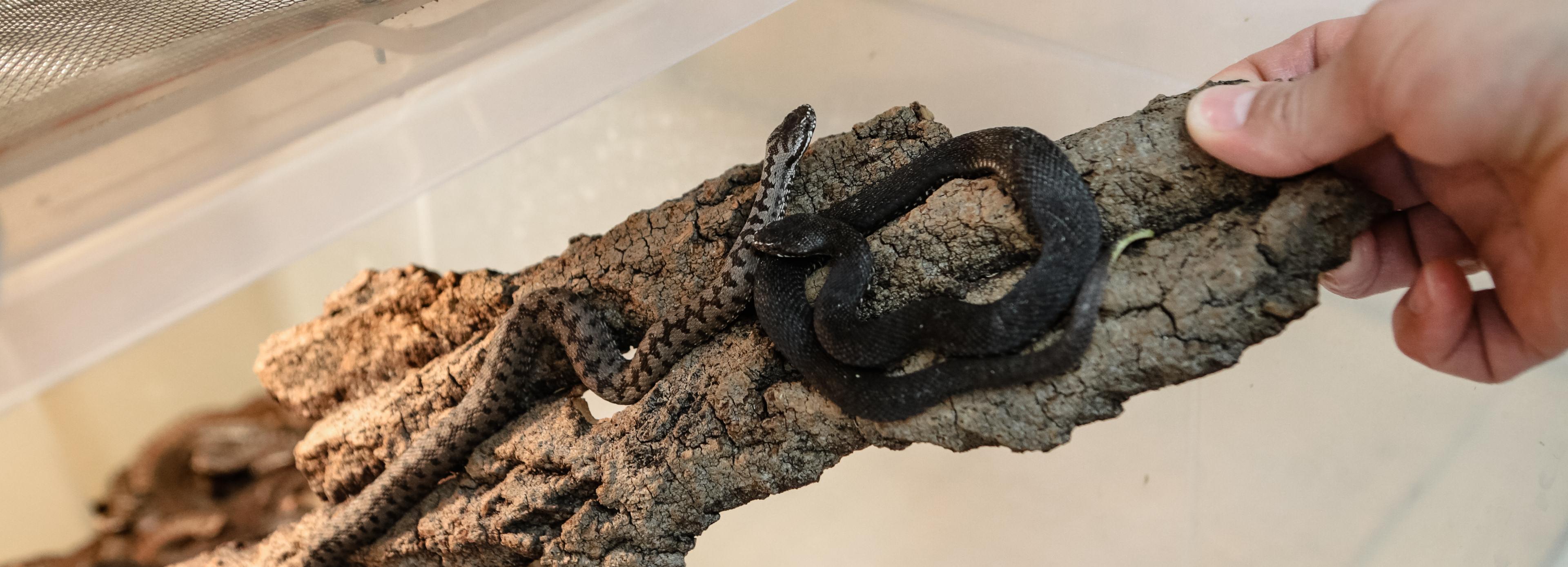 Гель с ядом щитомордника начнут выпускать в Новосибирске в 2025 году