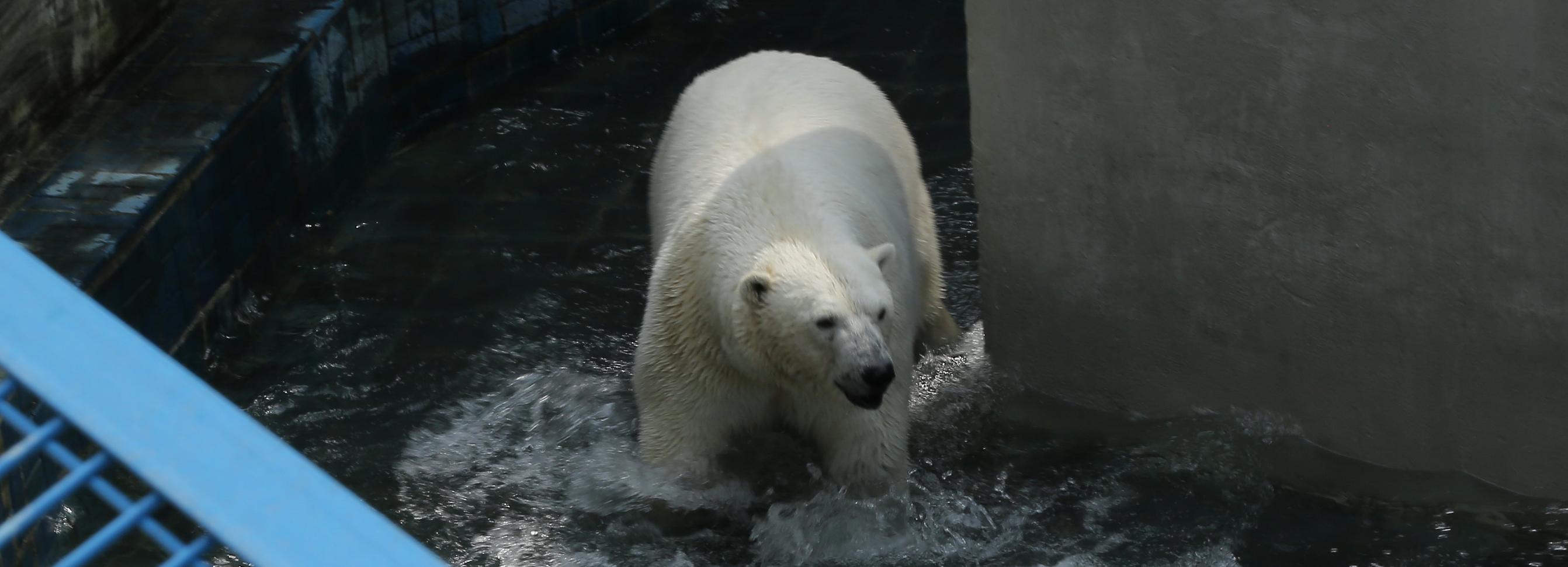 «Здоровью Герды ничего не угрожает»: зоопарк ответил обеспокоенным гостям