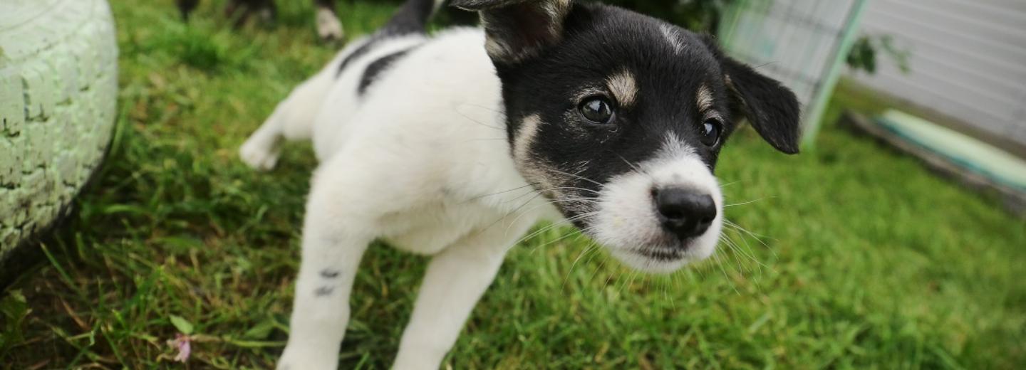 В Новосибирске на проект городского приюта для животных потратят 10 млн