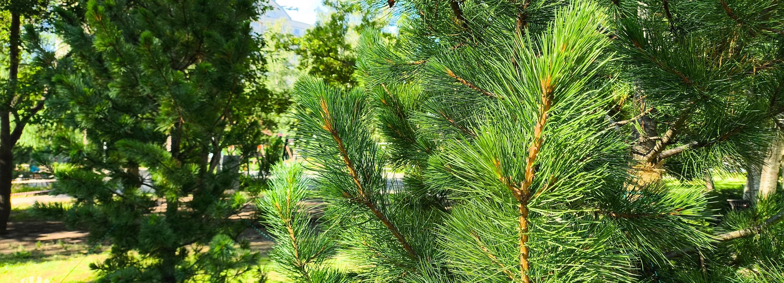 Для красоты и белочек: 14 кедров высадили в Центральном парке