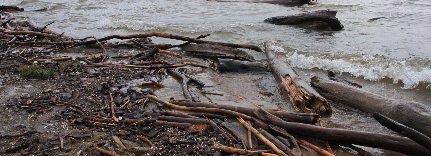 Приплывшую с Алтая древесину дробят в щепу на пляже Академгородка