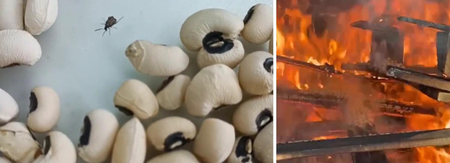 Белую узбекскую фасоль с живыми жуками сожгли в печи