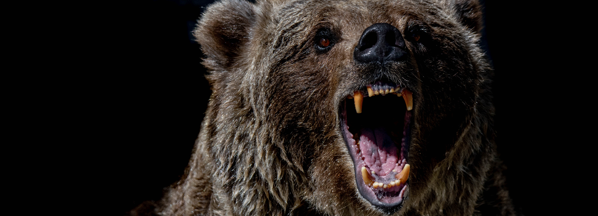 Медведь разодрал корову возле деревни в Новосибирской области