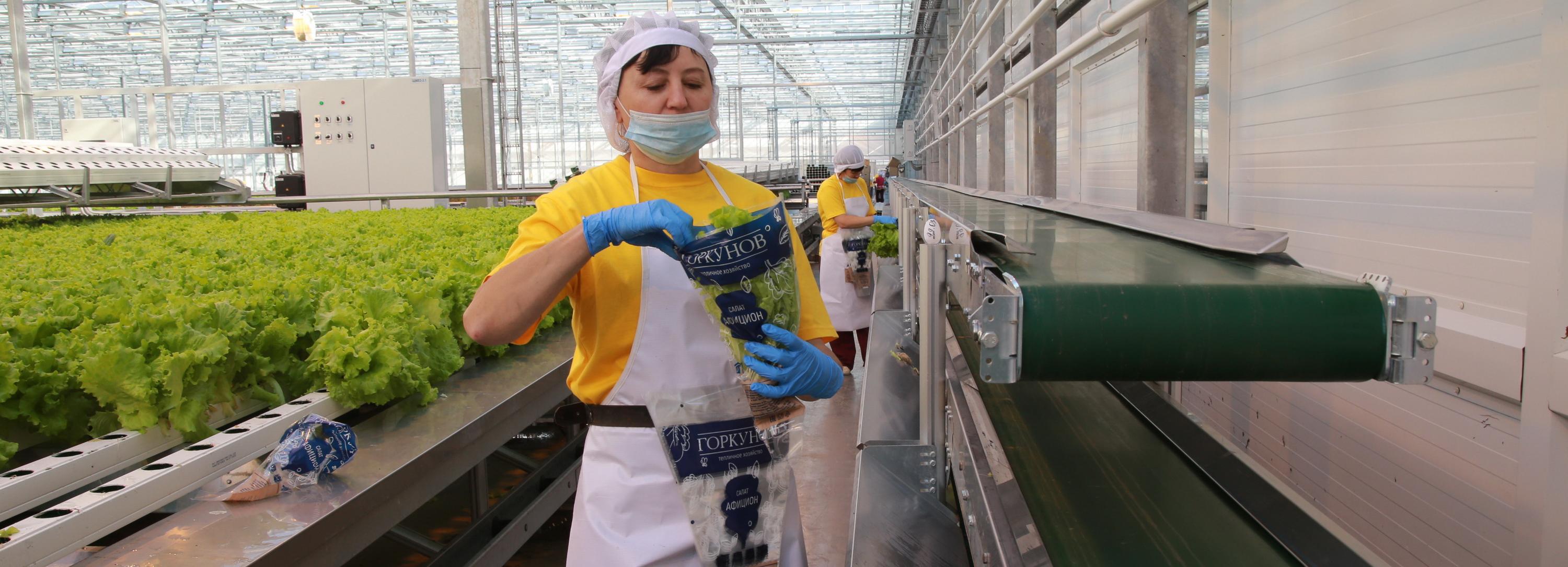 По финской технологии: как выращивают зелень в новосибирских теплицах