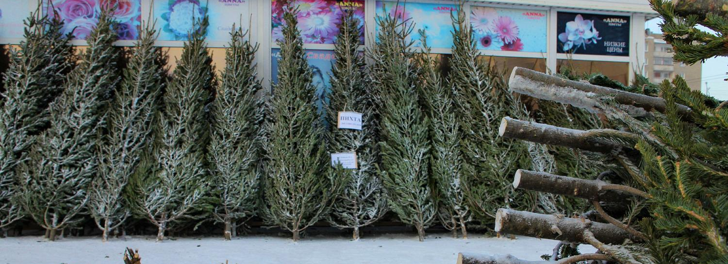 Первую партию новогодних ёлок впустили в Новосибирск