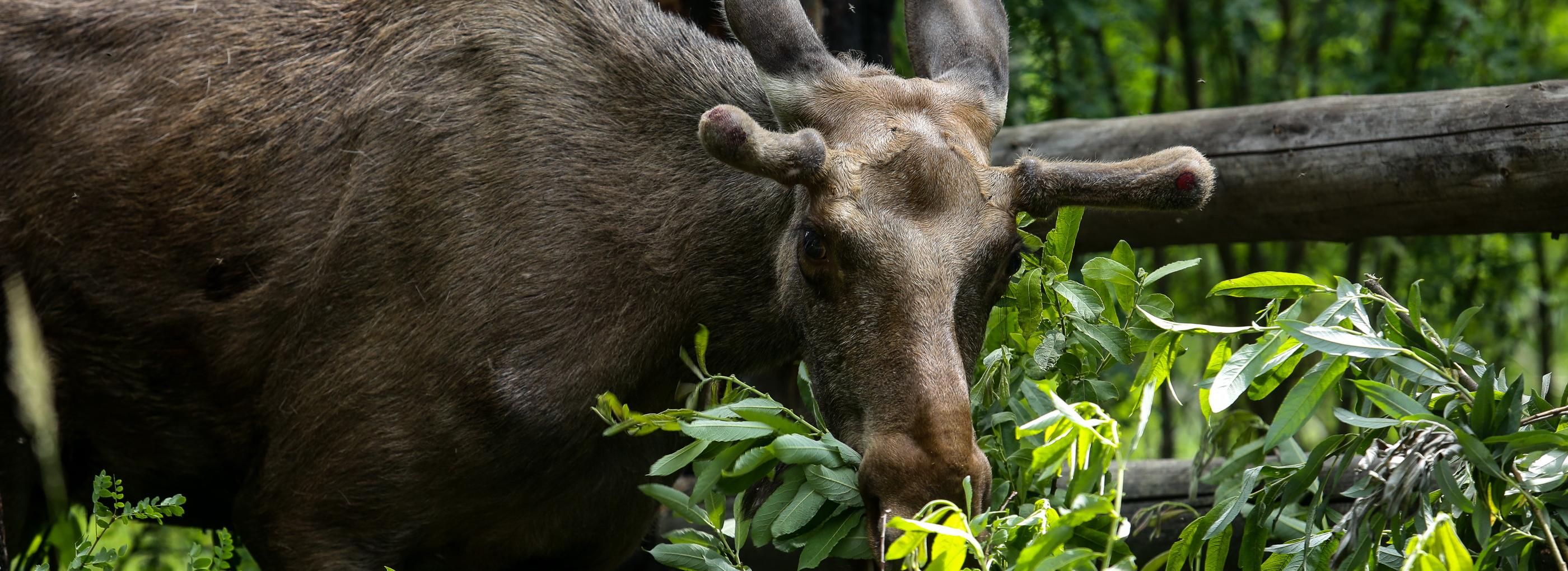 Водитель не выжил в ДТП с лосем под Новосибирском