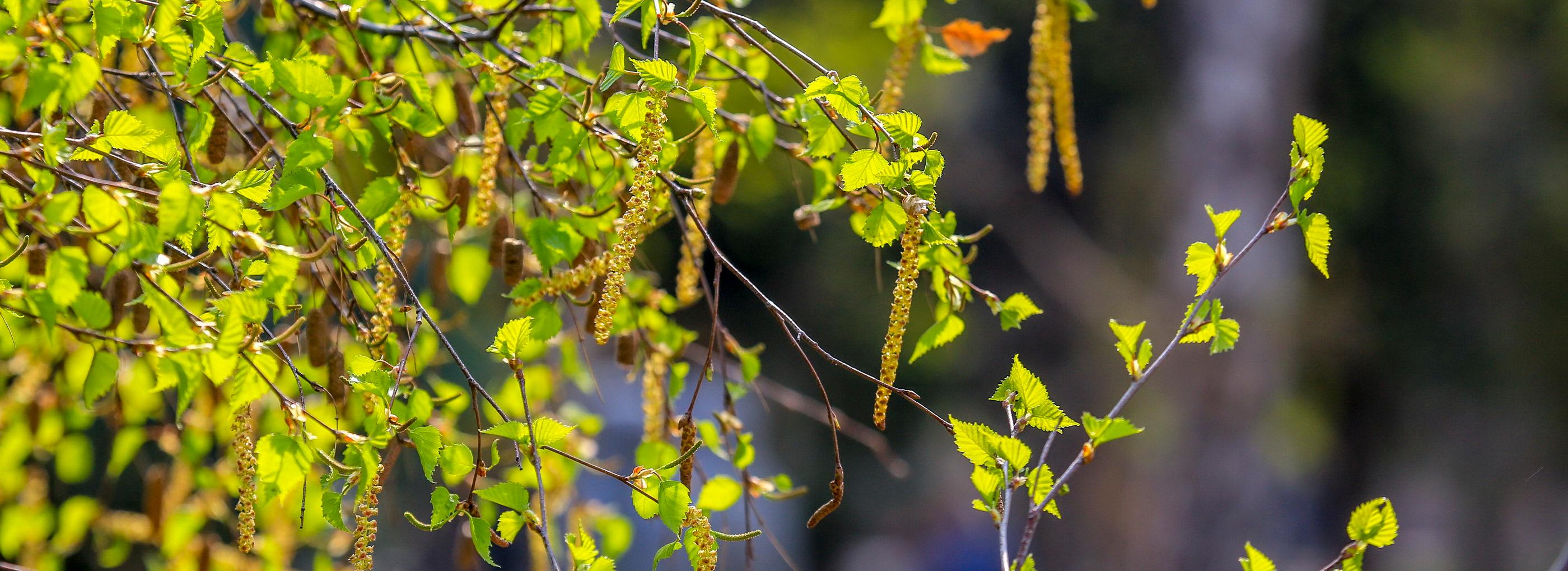 Проект нового парка «Чербузы» прошёл экспертизу — мэр Кудрявцев