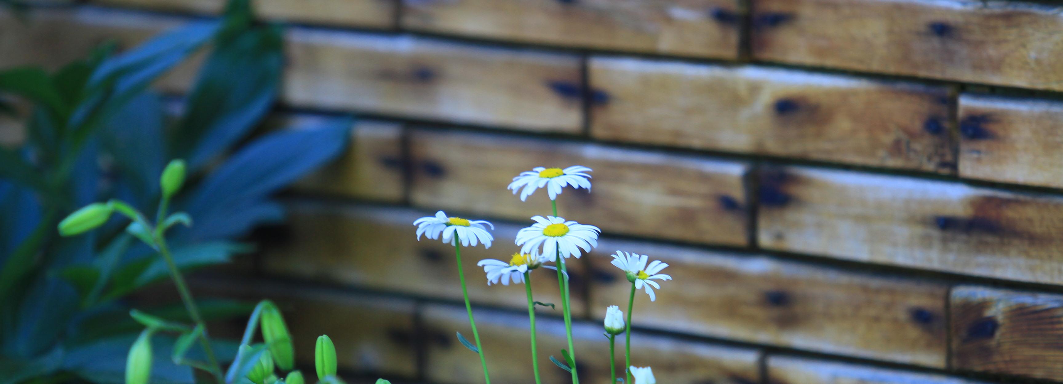 Новосибирцев предупредили о штрафах за туалет, шашлык и борщевик
