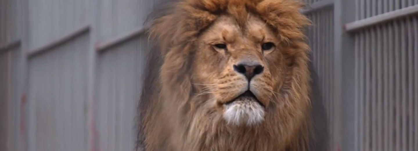 День рождения льва Ричарда отмечают в Новосибирском зоопарке