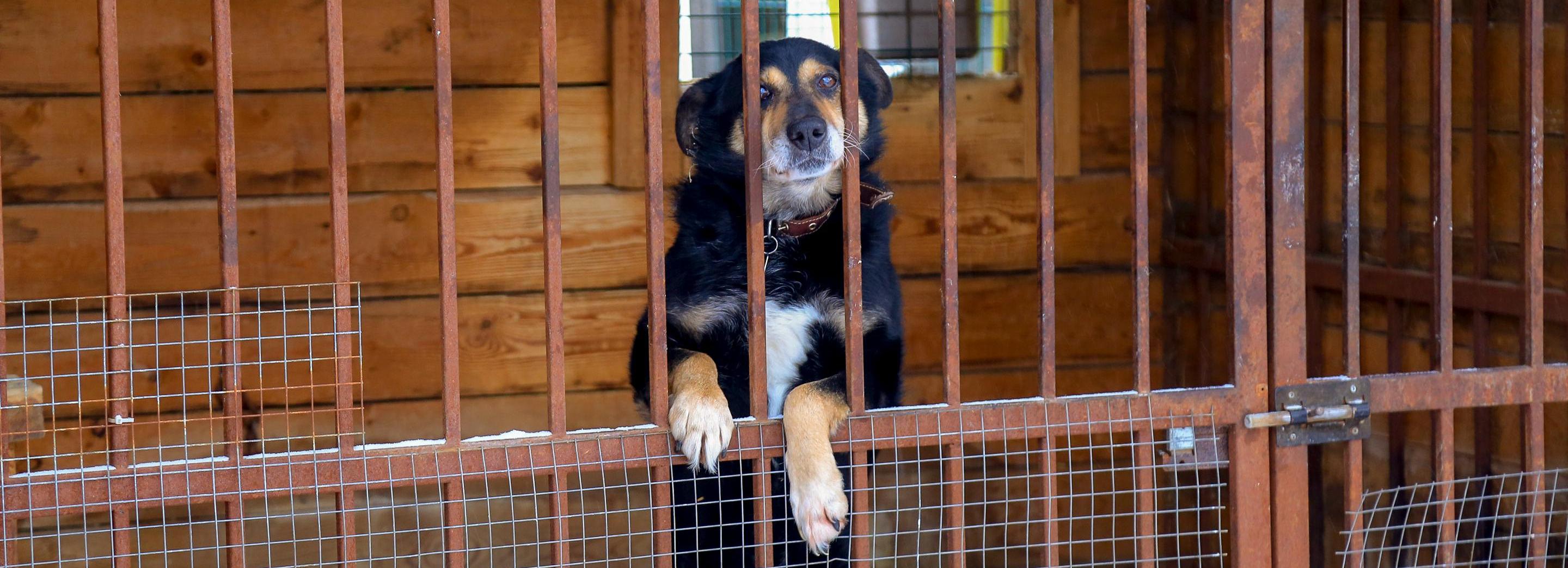 Зоозащитники смогут контролировать исполнение закона о бродячих собаках