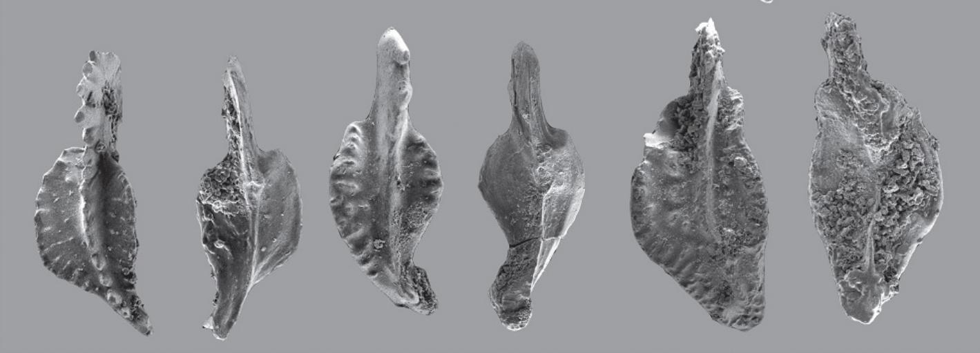 Новый вид вымерших животных открыли новосибирские учёные