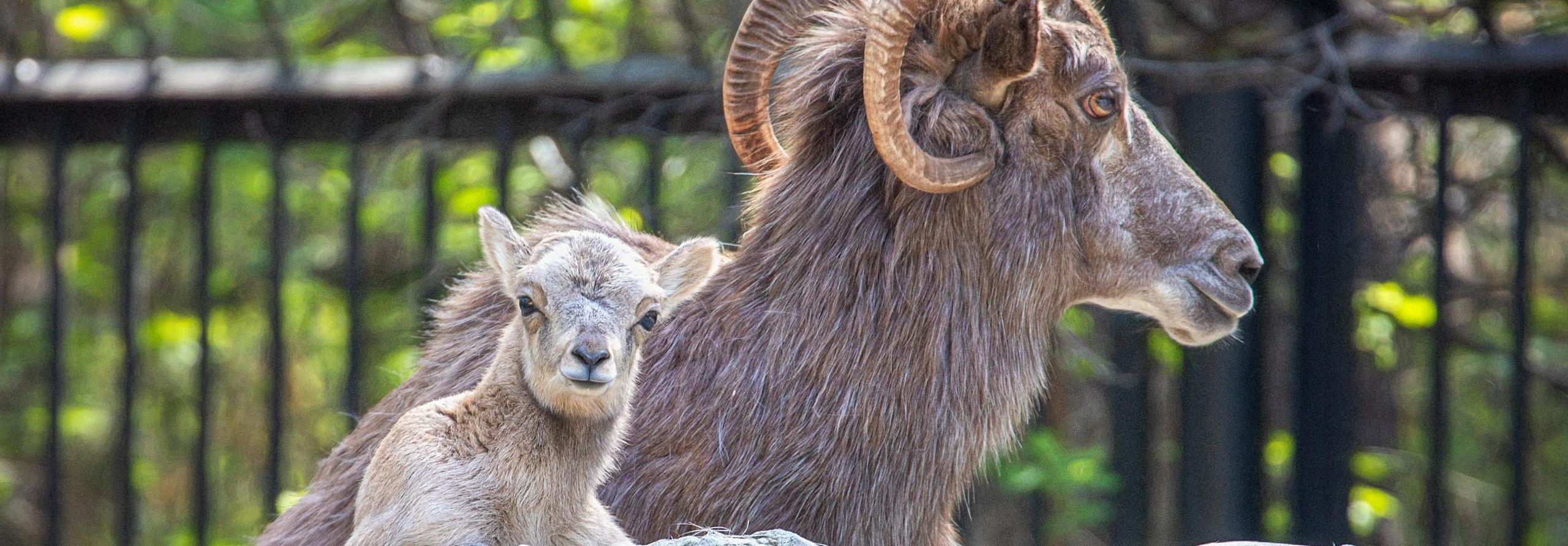 Малыш родился у огромных горных баранов в Новосибирском зоопарке